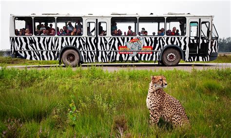 cheeta grijpt duitse jongen  beekse bergen  jarige met bijtwonden  arm en hoofd naar