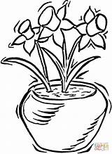 Daffodils Coloring Flower Drawing Printable Pages Drawings Narcissus Pro Clipartbest Clipartmag Ve Clipart Clip Cz Creative sketch template