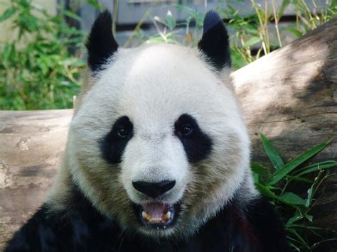 panda face  ueno zoo tokyo finally sunday flickr