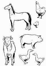 Coloring Animal Farm Animals Land Various Pages Type Printable Getcolorings Kids Color Getdrawings sketch template