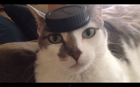 cat  top hat   dapper video huffpost
