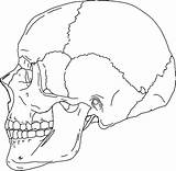 Skull Coloring Pages Bones Getdrawings Anatomy sketch template