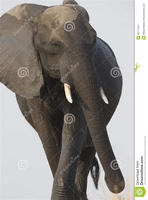the elephant ebony porn best porno