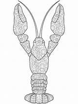 Astrakhan Doodle Antistress Crayfish sketch template