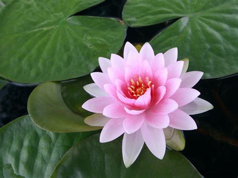 top secret lotus flower page  mind   limit