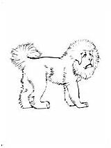 Mastiff Tibetan Coloring Designlooter sketch template