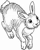 Rabbit Coloring Pages Animals Bunny Colouring Rabbits Kids sketch template