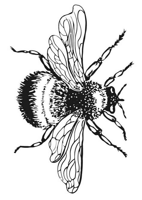 bee coloring pages coloring books  printable coloring pages