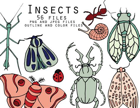 insects custom designed illustrations creative market