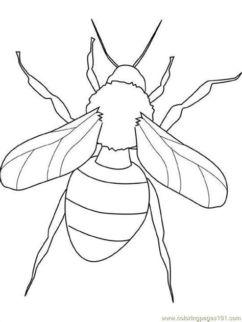 images  printable insect coloring pages insect coloring