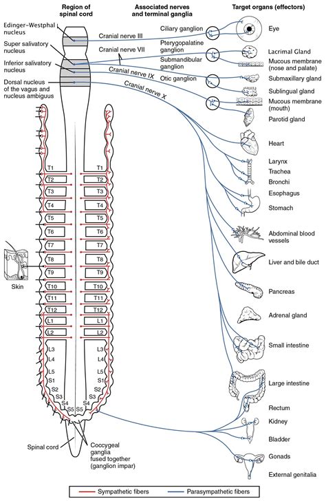Autonomic Nervous System Wikipedia