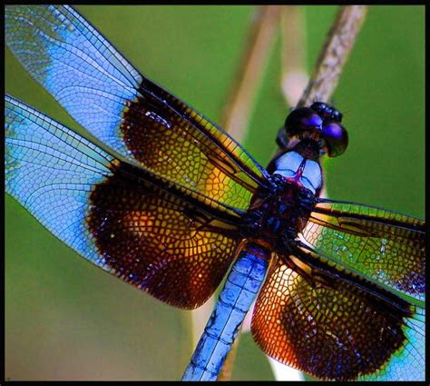 follow  piper dragonflies