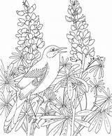 Coloring Pages Texas Bluebonnet Mockingbird Bird Flower Birds State Bluebonnets Printable Flowers Drawing Adult Line Blue Book Beautiful Realistic Longhorns sketch template