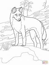 Dingo Coloring Australia Pages Printable Animals Supercoloring Australian Animal Outline Colouring Outback Color Drawing Kids Print Horse Sunday School Dog sketch template