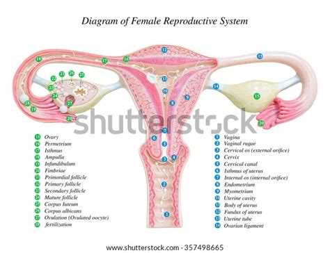 Female Reproductive System Image Diagram Stock Illustration 357498665