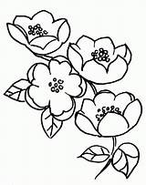 Flor Macieira Blossoms Desenho Tudodesenhos Branches Coloringhome sketch template