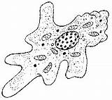 Amoeba Drawing Protist Protozoa Protozoan Protists Getdrawings These Sacco Quentin sketch template