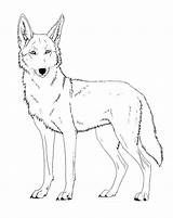 Coyote Coloring Pages Drawing Printable Lineart Howling Face Friendly Paint Cartoon Kids Drawings Canis Ferox Version Deviantart Coyotes Line Visit sketch template