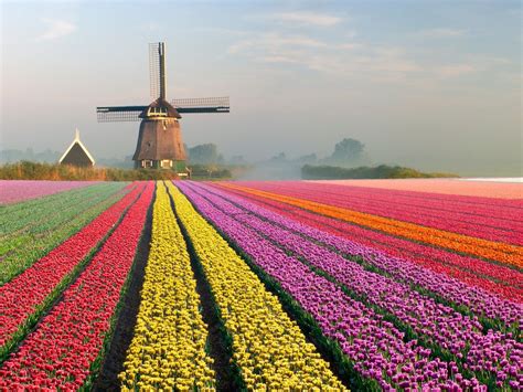 real world places   straight   fairy tales   tulip fields netherlands