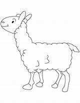 Lamb Small Coloring sketch template