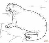 Seal Coloring Pages Elephant Harp Seals Printable Southern Drawing Leopard Color Clipart Sheet Getcolorings Getdrawings Popular Animals sketch template