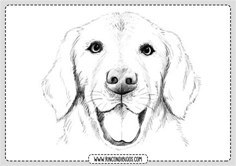 Dibujos De Perros Para Colorear Como Dibujar Un Perro