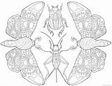 Mandala Moth Insects Moths Beetles sketch template
