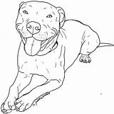 Pitbull Coloring Drawing Pages Dog Drawings Pitbulls Puppy Pit Bull Printable Color Nose Red Print Clipart Easy Cute Sketches Puppies sketch template
