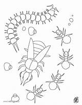 Coloring Centipede Ants Pages Getcolorings Designlooter Draw These Color Hellokids 71kb sketch template