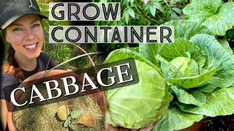 grow cabbage   container youtube