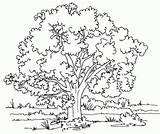 Coloring Pages Scenery Library Clipart Tree sketch template