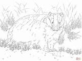 Badger sketch template