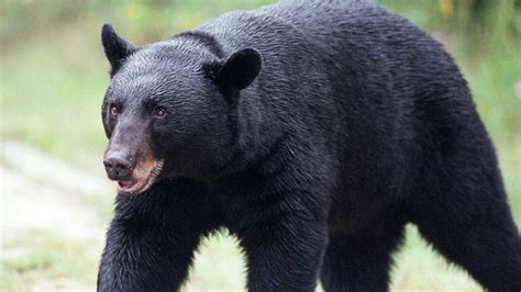 more than 200 bears killed in first day of florida hunt fox news