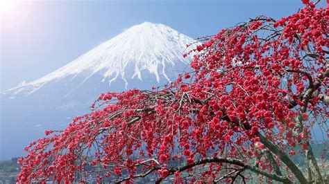 Hình Nền Hoa Anh đào Nhật Bản Hình Nền đẹp