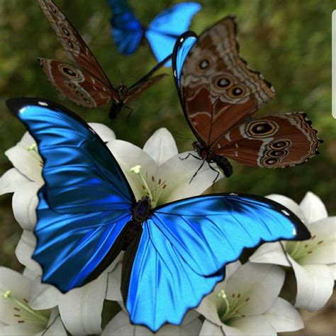 blue morpho blue morpho butterfly beautiful butterflies butterfly