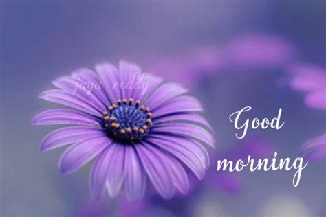 good morning pictures images  page
