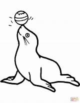 Ausmalbilder Seehund Ausdrucken sketch template