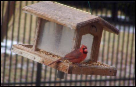 training wood project access     cardinal bird house