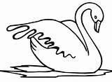 Cigno Schwan Cigni Vogel Cisne Dibujo Acqua Malvorlagen Ausmalbilder Stampare Swans Bestcoloringpagesforkids Ausdrucken Coloriage Brutto Anatroccolo sketch template