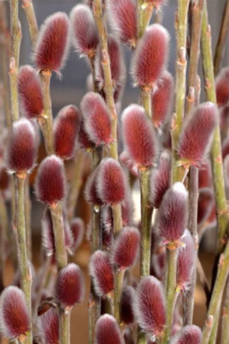 buy french pink pussy willow free shipping 3 gallon pot size plants