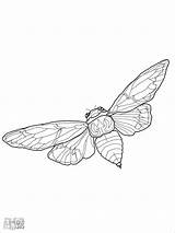 Cicada Coloringbay sketch template
