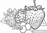 Frutti Bosco Fruits Berries Illustrazione Riscos Prato Kolorowanka Druku Owoce Kolorowanki Winogrono Truskawki Yayimages Parati Pixers Adesivo Blackberry Frutas Izakowski sketch template