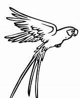 Parrot Burung Sketsa Terbang Bird Hantu Mewarnai Kolorowanki Papugi Elang Garuda Vliegende Gambarcoloring Hitam Vogels Merak Papegaai Pobrania Downloaden Uitprinten sketch template