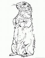 Woodchuck Groundhog Coloring sketch template