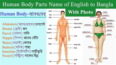 body parts   picture  bangla meaning human body parts names  english  bangla