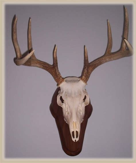 european mount ideas images  pinterest deer skulls deer antlers  deer horns