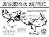 Shark Coloring Basking Facts Sharks Education Sheets Activities Jawsome Learn Colouring Fact sketch template