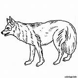 Coloriage Loup Coloriages Animaux Colorir Perro Animales Selvagens Fois Imprimé sketch template