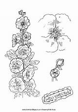 Hollyhocks Hollyhock Drawing Colouring sketch template