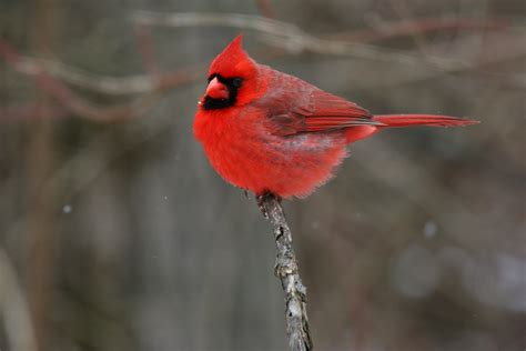 filenorthern cardinal jpg